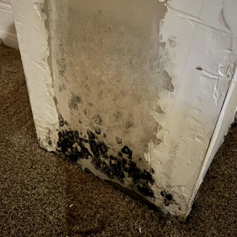 Professional Mold Removal in City of Williamsburg, VA